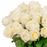 Strauß mit 23 weißen Premium-Rosen für nur 24,98 Euro inkl. Lieferung